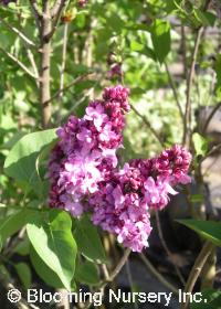 Syringa vulgaris 'President Poincaire'